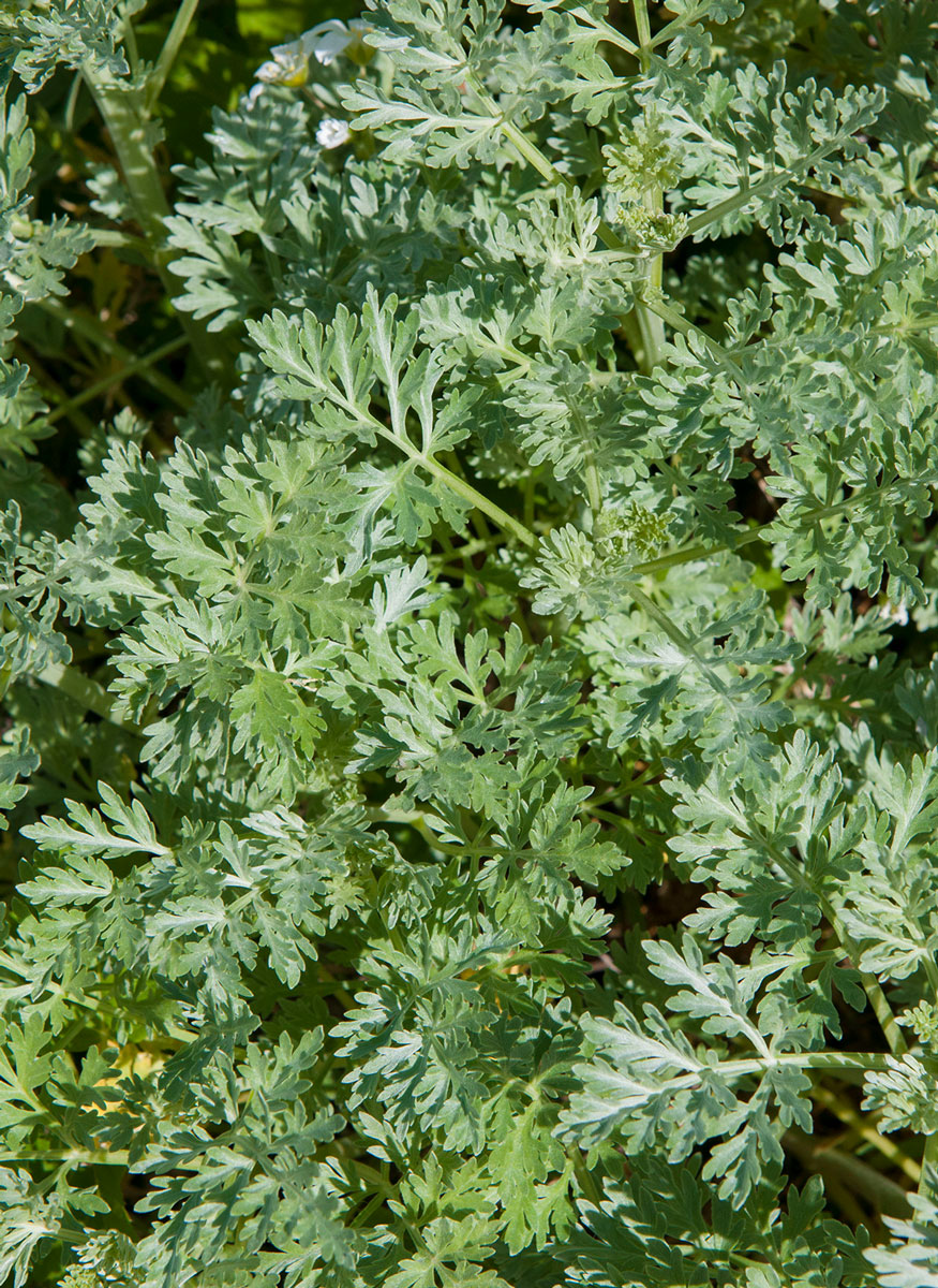 La plante d'absinthe Larusée