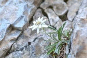 image d'edelweiss